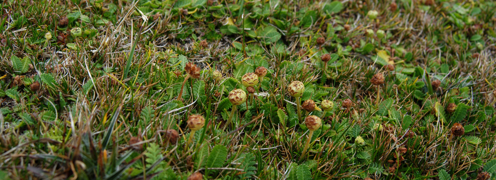 BUTTONWEED Leptinella scariosa